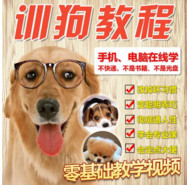 简单操作可日入1000+的训狗教程赚钱项目