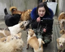 揭秘：流浪狗打赏灰色项目