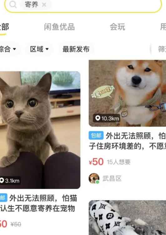 低成本宠物项目,单天利润三五百 流量 网赚 好文分享 第2张 低成本宠物项目,单天利润三五百 流量 网赚 好文分享 第2张